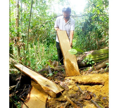 Những cung đường gỗ lậu