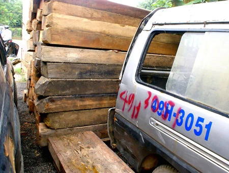 Một xe chở gỗ lậu bị lực lượng kiểm lâm bắt giữ Một xe chở gỗ lậu bị lực lượng kiểm lâm bắt giữ