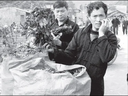 Tìm cây “thần tài” cho cao nguyên đá ảnh 2 Tìm cây “thần tài” cho cao nguyên đá ảnh 2