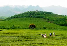 Son La province is surrounded by imposing mountains. Son La province is surrounded by imposing mountains.