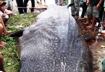 The entrapped whale shark died soon after reaching shore (Photo: SGGP) The entrapped whale shark died soon after reaching shore (Photo: SGGP)