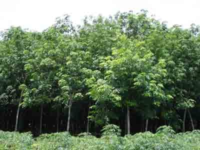 A jungle of cashew in the southern province of Dong Nai. The quantity of cashew nuts exported from Vietnam in the first seven months of this year is reported to have reached 84,000 tons ( Photo: A. Quan) A jungle of cashew in the southern province of Dong Nai. The quantity of cashew nuts exported from Vietnam in the first seven months of this year is reported to have reached 84,000 tons ( Photo: A. Quan)