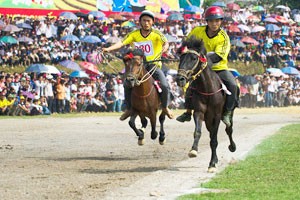 Tradition of pack-horse races in northeast Vietnam ảnh 1 Tradition of pack-horse races in northeast Vietnam ảnh 1