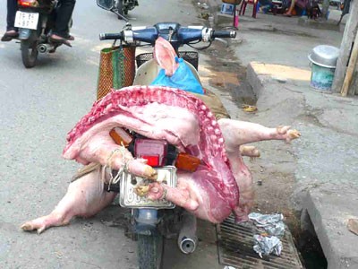 Parts of a slaughtered pig carried on a motorbike in HCMC. The city has set up squads for inspecting food safety during the Mid-Autumn Festival Parts of a slaughtered pig carried on a motorbike in HCMC. The city has set up squads for inspecting food safety during the Mid-Autumn Festival