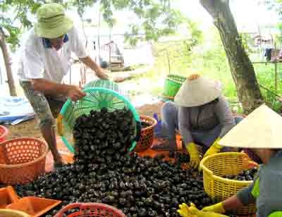 People collecting snails to supply to big cities (Photo: SGGP) People collecting snails to supply to big cities (Photo: SGGP)