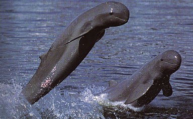 (File) Mekong River dolphins (File) Mekong River dolphins