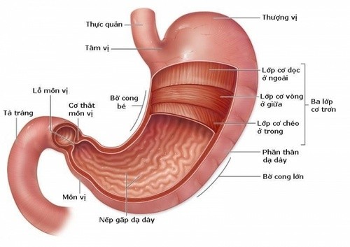 A new therapy introduced to treat patients with HER2-positive advanced stomach cancer A new therapy introduced to treat patients with HER2-positive advanced stomach cancer
