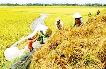 Farmers harvesting their summer-autumn rice crop (Photo: SGGP) Farmers harvesting their summer-autumn rice crop (Photo: SGGP)
