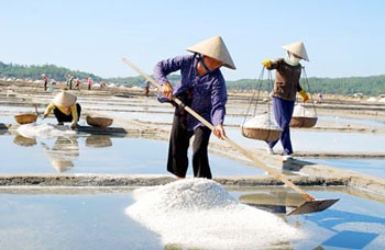 A salt field in Quang Ngai A salt field in Quang Ngai