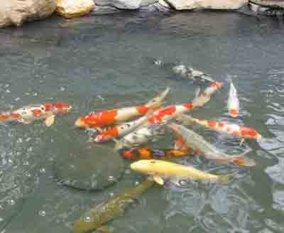 More facilities are required to increase ornamental fish exports (Photo: Yen Nhi) More facilities are required to increase ornamental fish exports (Photo: Yen Nhi)