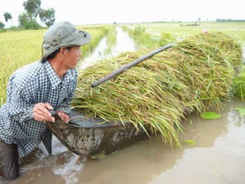 Rice crops threatened by floodwaters (File photo) Rice crops threatened by floodwaters (File photo)