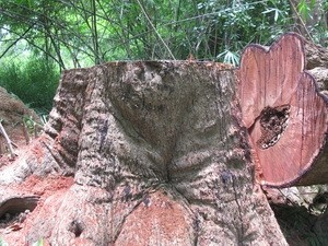 A felled Narra Padauk tree in Yok Don National Park (Photo: VNA) A felled Narra Padauk tree in Yok Don National Park (Photo: VNA)