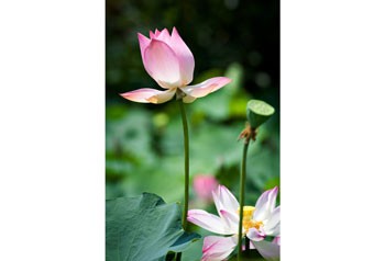 A photo of lotus A photo of lotus