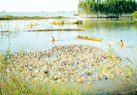Chăn vịt chạy đồng mùa lũ. Chăn vịt chạy đồng mùa lũ.