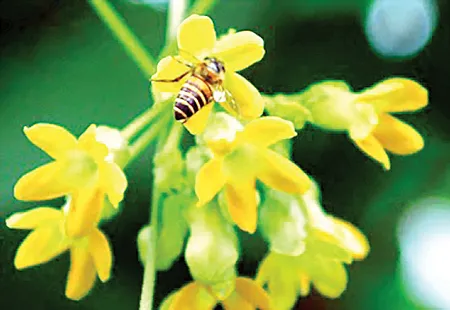 Hoa thiên lý. Ảnh: L.Du Hoa thiên lý. Ảnh: L.Du