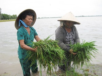 Floods have destroyed about 5,000 hectares of rice crops in the Mekong Delta (Photo: SGGP) Floods have destroyed about 5,000 hectares of rice crops in the Mekong Delta (Photo: SGGP)
