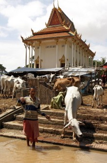 A Cambodian man leads his cow to drink water as floodwaters surround a pagoda in the Lvea Aem district of Kandal province, 60 kilometers east of Phnom Penh on October 18, 2011. A Cambodian man leads his cow to drink water as floodwaters surround a pagoda in the Lvea Aem district of Kandal province, 60 kilometers east of Phnom Penh on October 18, 2011.
