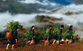 Picture titled "Spring is time for tree planting" by Pham Ngoc Bang Picture titled "Spring is time for tree planting" by Pham Ngoc Bang