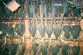 Saola horns found in a private residence (Photo: SGGP) Saola horns found in a private residence (Photo: SGGP)