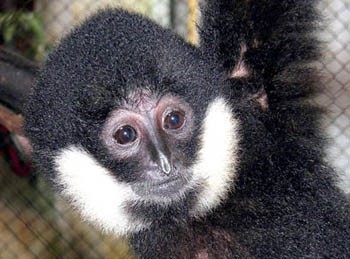 White-cheeked gibbon (above) and saola (below) are both endangered species in Vietnam (Photo: SGGP) White-cheeked gibbon (above) and saola (below) are both endangered species in Vietnam (Photo: SGGP)