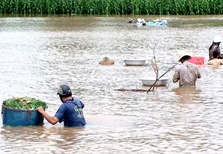 Nông dân vớt lúa bị ngập lũ tại xã Long Thuận, huyện Hồng Ngự, tỉnh Đồng Tháp. Nông dân vớt lúa bị ngập lũ tại xã Long Thuận, huyện Hồng Ngự, tỉnh Đồng Tháp.