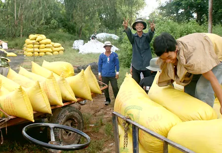 Đồng bằng sông Cửu Long: Bội thu lúa thu - đông