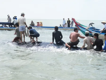 Dùng dây thừng câu vào đầu và đuôi cá Voi để kéo ra biển Dùng dây thừng câu vào đầu và đuôi cá Voi để kéo ra biển