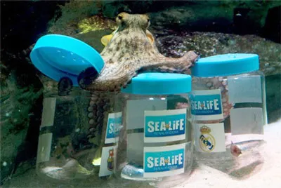 Bạch tuộc dự đoán