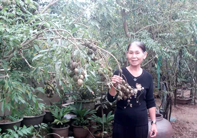 Trồng cây ăn trái trong chậu - Làm chơi xơi thiệt