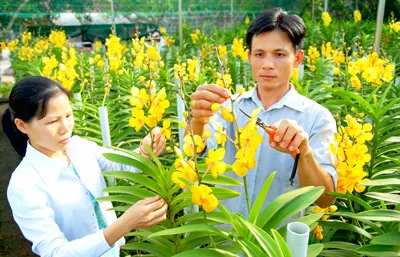 Nông dân trồng lan tại ấp Trung, xã Tân Thông Hội, huyện Củ Chi. Ảnh: Cao Thăng Nông dân trồng lan tại ấp Trung, xã Tân Thông Hội, huyện Củ Chi. Ảnh: Cao Thăng