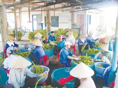 Nguyên liệu đầu vào luôn được công ty kiểm soát chặt chẽ, đảm bảo dược liệu có hoạt tính sinh học cao, ổn định và an toàn Nguyên liệu đầu vào luôn được công ty kiểm soát chặt chẽ, đảm bảo dược liệu có hoạt tính sinh học cao, ổn định và an toàn