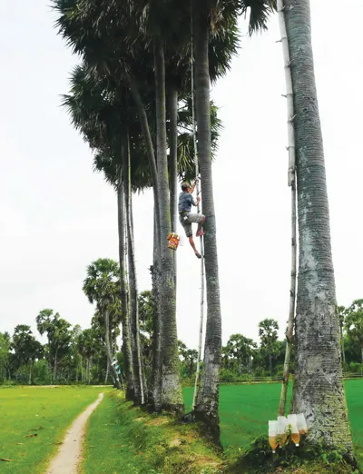 Đường là những hàng thốt nốt cao to kéo dài bất tận Đường là những hàng thốt nốt cao to kéo dài bất tận