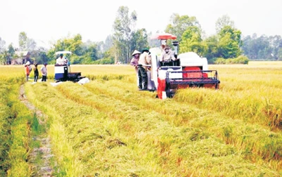 Phát triển công nghiệp tại Tiền Giang - Dồi dào vùng nguyên liệu chế biến