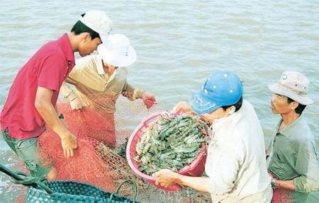 Ministry reviews shrimp farming in brackish waters ảnh 1 Ministry reviews shrimp farming in brackish waters ảnh 1