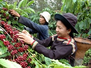 Farmers harvesting coffee in Dak Lak Province