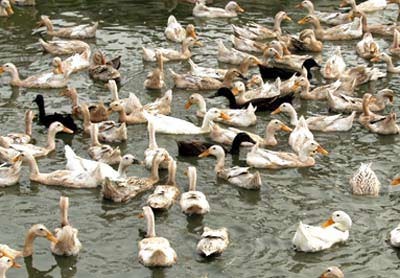 The H5N1 bird flu virus spreads across nine provinces in Vietnam The H5N1 bird flu virus spreads across nine provinces in Vietnam