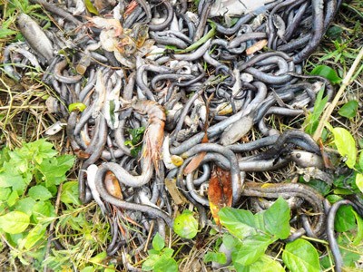 Almost all river animal species died in the Rach Dan Canal (Photo: SGGP) Almost all river animal species died in the Rach Dan Canal (Photo: SGGP)