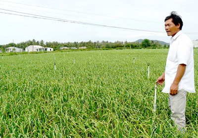 Development projects to take over garlic farms in Khanh Hoa Province ảnh 1 Development projects to take over garlic farms in Khanh Hoa Province ảnh 1