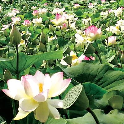 Ảnh: S.Tâm Ảnh: S.Tâm