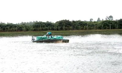 Tập trung vào mũi nhọn vốn là sở trường của mình về nuôi trồng, sản xuất, chế biến xuất khẩu cá tra và tôm, dự kiến năm 2012 HVG đạt doanh số 10.000 tỷ đồng, doanh số xuất khẩu đạt 300 triệu USD. Trong ảnh, một trong những vùng nuôi cá tra tại Bến Tre của HVG Tập trung vào mũi nhọn vốn là sở trường của mình về nuôi trồng, sản xuất, chế biến xuất khẩu cá tra và tôm, dự kiến năm 2012 HVG đạt doanh số 10.000 tỷ đồng, doanh số xuất khẩu đạt 300 triệu USD. Trong ảnh, một trong những vùng nuôi cá tra tại Bến Tre của HVG