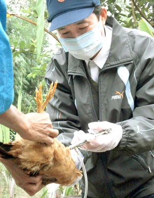 Cán bộ thú y xã Triệu Phước, huyện Triệu Phong, tỉnh Quảng Trị tiêm phòng gia cầm có nguy cơ mắc cúm H5N1. Ảnh: Khôi Nguyên Cán bộ thú y xã Triệu Phước, huyện Triệu Phong, tỉnh Quảng Trị tiêm phòng gia cầm có nguy cơ mắc cúm H5N1. Ảnh: Khôi Nguyên