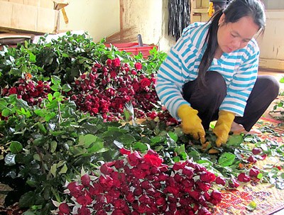 A florist preparing roses to sell in City shops. (Photo: Sggp) A florist preparing roses to sell in City shops. (Photo: Sggp)
