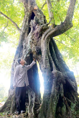 Cây thị ăn thề