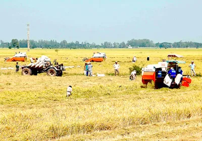 Hướng đến nền nông nghiệp hiện đại, bền vững. Bài 2: Cánh đồng mẫu lớn - Mô hình mới cần nhân rộng
