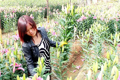 Hướng đến nền nông nghiệp hiện đại, bền vững - Đẩy mạnh ứng dụng công nghệ cao