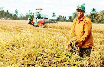 Vietnamese rice is competing with low-quality varieties from India, Pakistan, Myanmar and Cambodia (Photo: SGGP) Vietnamese rice is competing with low-quality varieties from India, Pakistan, Myanmar and Cambodia (Photo: SGGP)