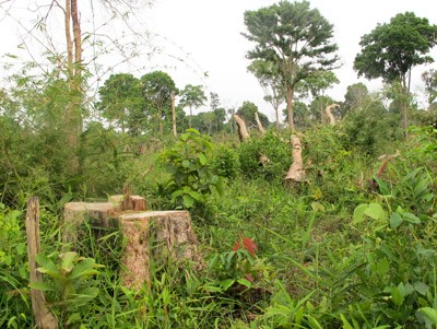 A devastated area of Krong Nang protective forest in Ea Puk Commune of Krong Nang District in Dak Lak Province (Photo: SGGP) A devastated area of Krong Nang protective forest in Ea Puk Commune of Krong Nang District in Dak Lak Province (Photo: SGGP)