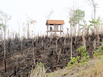 Police will investigate indiscriminate deforestation in the central highland province of Dak Lak (Photo: SGGP) Police will investigate indiscriminate deforestation in the central highland province of Dak Lak (Photo: SGGP)
