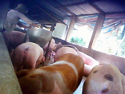 Pigs being fed on banned lean-meat chemicals at a farm in Dong Nai Province (Photo: Thanh Nien) Pigs being fed on banned lean-meat chemicals at a farm in Dong Nai Province (Photo: Thanh Nien)