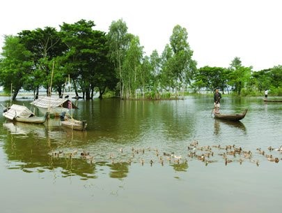 Raising ducks in a concentrated ranch, a favorable tendency nowadays Raising ducks in a concentrated ranch, a favorable tendency nowadays